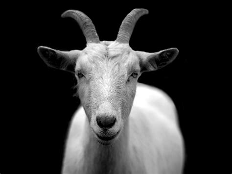 black goat pic|black goat wallpaper.